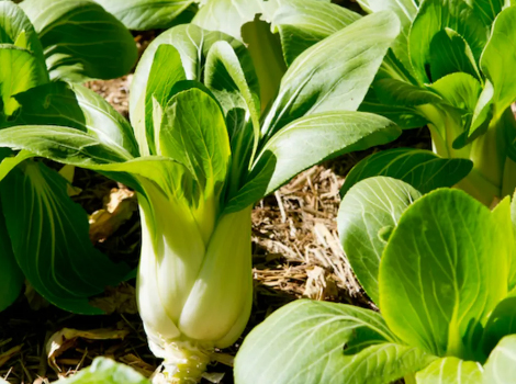 Cải Brussels Folate là một chất dinh dưỡng cần thiết cho sự phát triển của tế bào khỏe mạnh